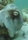 Miracles Of Allah Invisible Octopus